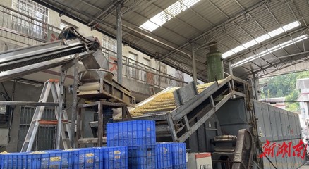 山界回族鄉(xiāng) 百合加工承攬全縣80%業(yè)務(wù)，除四害服務(wù)助力鄉(xiāng)村發(fā)展